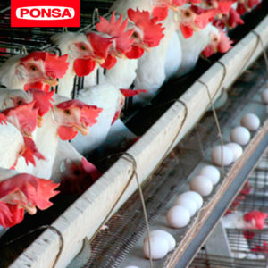 El único material que por sus características es ideal para fabricar las cintas transportadoras de huevos, es el POLIPROPILENO. Según la directiva europea 199/74/CE sobre el bienestar animal, el material para las instalaciones debe de ser de fácil limpieza.